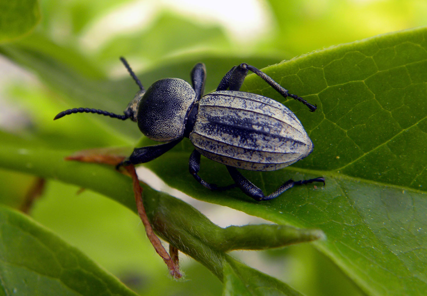 Scaurus striatus, Tenebrionidae